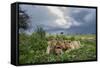 Lion Cubs on Ndutu Plains, Tanzania-Paul Souders-Framed Stretched Canvas
