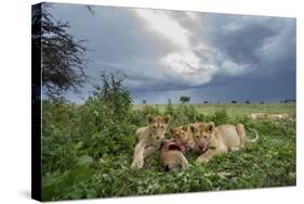 Lion Cubs on Ndutu Plains, Tanzania-Paul Souders-Stretched Canvas