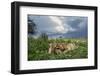 Lion Cubs on Ndutu Plains, Tanzania-Paul Souders-Framed Photographic Print