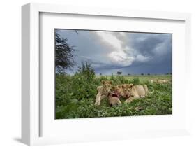 Lion Cubs on Ndutu Plains, Tanzania-Paul Souders-Framed Photographic Print