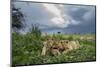 Lion Cubs on Ndutu Plains, Tanzania-Paul Souders-Mounted Photographic Print