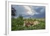 Lion Cubs on Ndutu Plains, Tanzania-Paul Souders-Framed Photographic Print