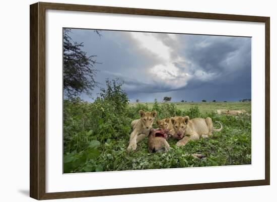 Lion Cubs on Ndutu Plains, Tanzania-Paul Souders-Framed Photographic Print