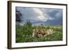 Lion Cubs on Ndutu Plains, Tanzania-Paul Souders-Framed Photographic Print