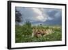 Lion Cubs on Ndutu Plains, Tanzania-Paul Souders-Framed Photographic Print