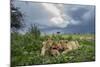 Lion Cubs on Ndutu Plains, Tanzania-Paul Souders-Mounted Photographic Print