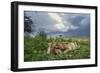 Lion Cubs on Ndutu Plains, Tanzania-Paul Souders-Framed Photographic Print