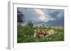 Lion Cubs on Ndutu Plains, Tanzania-Paul Souders-Framed Photographic Print