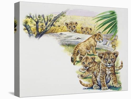 Lion Cubs (Panthera Leo), Felidae, Drawing-null-Stretched Canvas