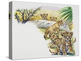Lion Cubs (Panthera Leo), Felidae, Drawing-null-Stretched Canvas