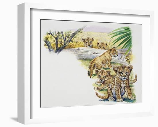 Lion Cubs (Panthera Leo), Felidae, Drawing-null-Framed Giclee Print