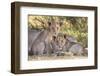 Lion cubs (Panthera leo) in the Kalahari, Kgalagadi Transfrontier Park, Northern Cape, South Africa-Ann and Steve Toon-Framed Photographic Print