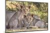 Lion cubs (Panthera leo) in the Kalahari, Kgalagadi Transfrontier Park, Northern Cape, South Africa-Ann and Steve Toon-Mounted Photographic Print