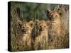 Lion Cubs, Panthera Leo, Kruger National Park, South Africa, Africa-Ann & Steve Toon-Stretched Canvas