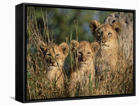 Lion Cubs, Panthera Leo, Kruger National Park, South Africa, Africa-Ann & Steve Toon-Framed Stretched Canvas