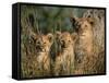 Lion Cubs, Panthera Leo, Kruger National Park, South Africa, Africa-Ann & Steve Toon-Framed Stretched Canvas
