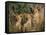 Lion Cubs, Panthera Leo, Kruger National Park, South Africa, Africa-Ann & Steve Toon-Framed Stretched Canvas