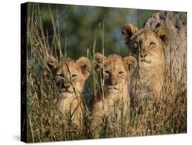 Lion Cubs, Panthera Leo, Kruger National Park, South Africa, Africa-Ann & Steve Toon-Stretched Canvas