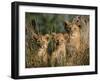 Lion Cubs, Panthera Leo, Kruger National Park, South Africa, Africa-Ann & Steve Toon-Framed Photographic Print