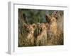 Lion Cubs, Panthera Leo, Kruger National Park, South Africa, Africa-Ann & Steve Toon-Framed Photographic Print