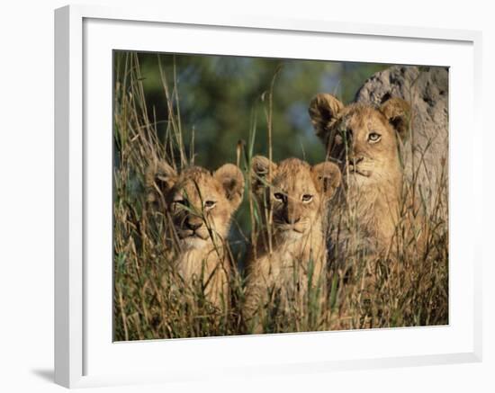 Lion Cubs, Panthera Leo, Kruger National Park, South Africa, Africa-Ann & Steve Toon-Framed Photographic Print