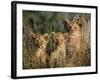 Lion Cubs, Panthera Leo, Kruger National Park, South Africa, Africa-Ann & Steve Toon-Framed Photographic Print