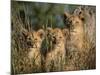 Lion Cubs, Panthera Leo, Kruger National Park, South Africa, Africa-Ann & Steve Toon-Mounted Photographic Print