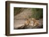 Lion cubs (Panthera leo), Serengeti National Park, Tanzania-Godong-Framed Photographic Print