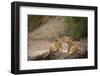 Lion cubs (Panthera leo), Serengeti National Park, Tanzania-Godong-Framed Photographic Print