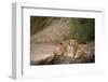 Lion cubs (Panthera leo), Serengeti National Park, Tanzania-Godong-Framed Photographic Print