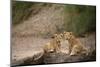 Lion cubs (Panthera leo), Serengeti National Park, Tanzania-Godong-Mounted Photographic Print