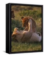 Lion Cubs Playing, Masai Mara, Kenya, East Africa, Africa-Murray Louise-Framed Stretched Canvas