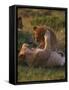 Lion Cubs Playing, Masai Mara, Kenya, East Africa, Africa-Murray Louise-Framed Stretched Canvas