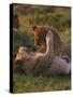 Lion Cubs Playing, Masai Mara, Kenya, East Africa, Africa-Murray Louise-Stretched Canvas