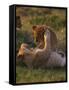 Lion Cubs Playing, Masai Mara, Kenya, East Africa, Africa-Murray Louise-Framed Stretched Canvas