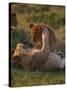 Lion Cubs Playing, Masai Mara, Kenya, East Africa, Africa-Murray Louise-Stretched Canvas