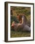 Lion Cubs Playing, Masai Mara, Kenya, East Africa, Africa-Murray Louise-Framed Photographic Print