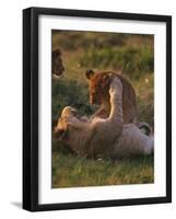 Lion Cubs Playing, Masai Mara, Kenya, East Africa, Africa-Murray Louise-Framed Photographic Print