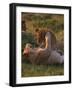 Lion Cubs Playing, Masai Mara, Kenya, East Africa, Africa-Murray Louise-Framed Photographic Print