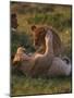 Lion Cubs Playing, Masai Mara, Kenya, East Africa, Africa-Murray Louise-Mounted Photographic Print