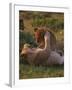 Lion Cubs Playing, Masai Mara, Kenya, East Africa, Africa-Murray Louise-Framed Photographic Print