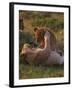 Lion Cubs Playing, Masai Mara, Kenya, East Africa, Africa-Murray Louise-Framed Photographic Print