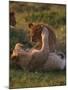 Lion Cubs Playing, Masai Mara, Kenya, East Africa, Africa-Murray Louise-Mounted Photographic Print