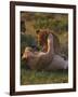 Lion Cubs Playing, Masai Mara, Kenya, East Africa, Africa-Murray Louise-Framed Photographic Print