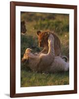 Lion Cubs Playing, Masai Mara, Kenya, East Africa, Africa-Murray Louise-Framed Photographic Print