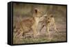 Lion Cubs Playing-Paul Souders-Framed Stretched Canvas