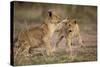Lion Cubs Playing-Paul Souders-Stretched Canvas