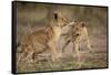 Lion Cubs Playing-Paul Souders-Framed Stretched Canvas