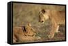 Lion Cubs Playing-Paul Souders-Framed Stretched Canvas