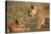 Lion Cubs Playing-Paul Souders-Stretched Canvas